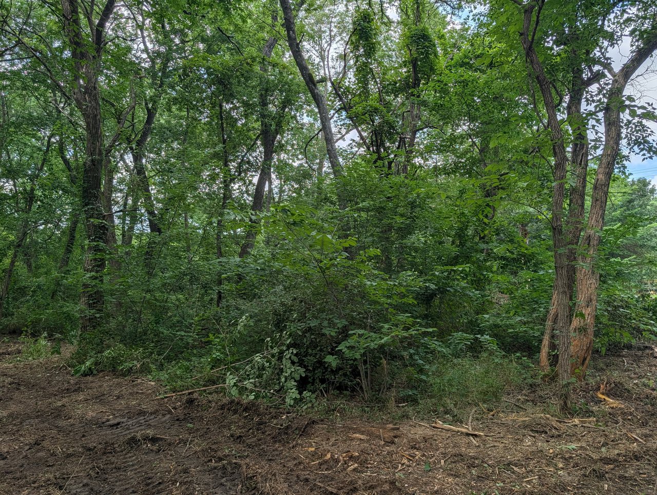 Overgrown wooded plot before clearing — dense cedar and brush